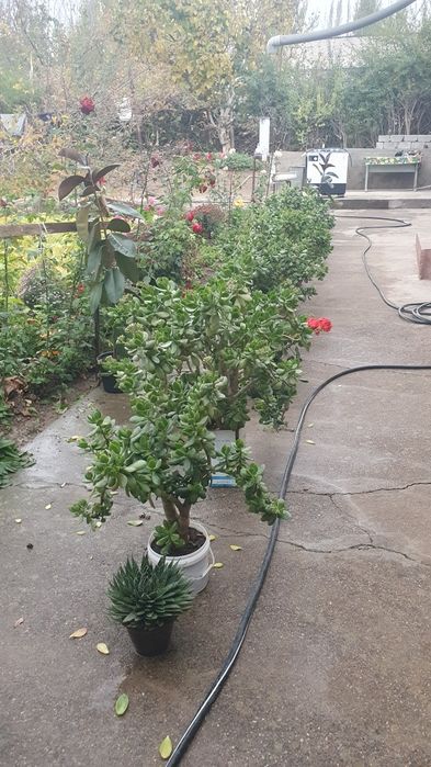 Gullar sotladi 10 ta