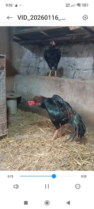 Дакан хуроз сотилади