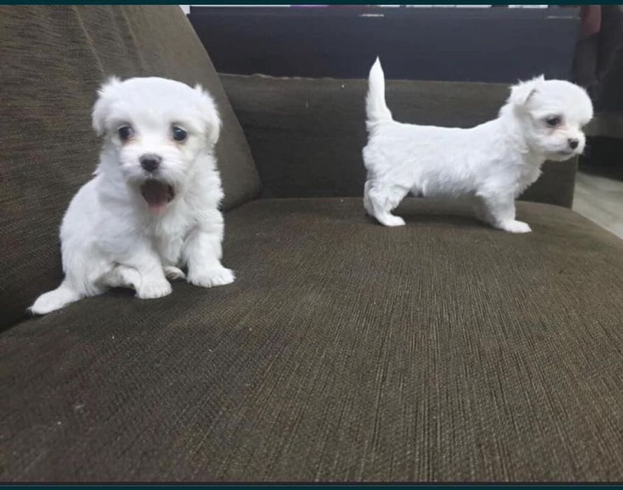 Bichon alb imaculat