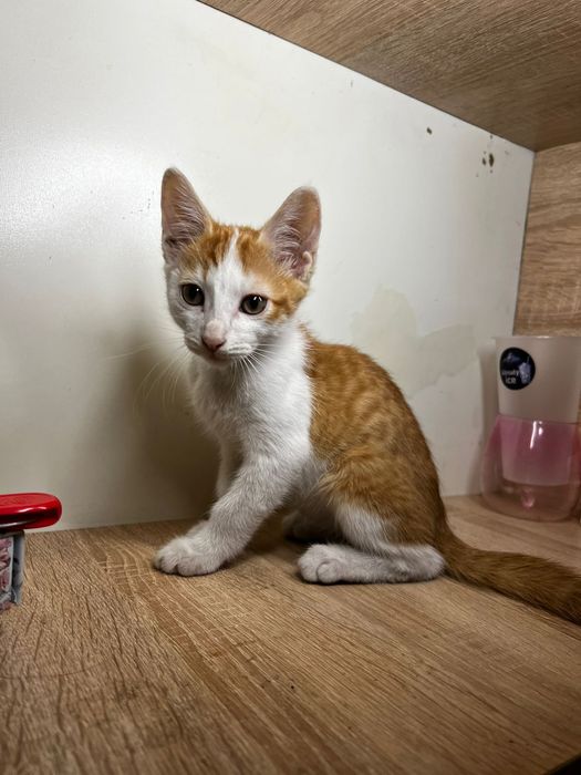 бесплатно КОтята Алматы