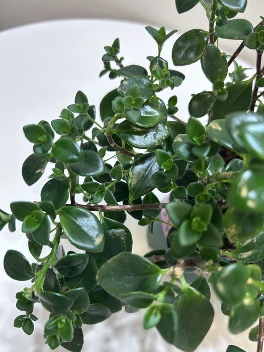 Растение немантус продам