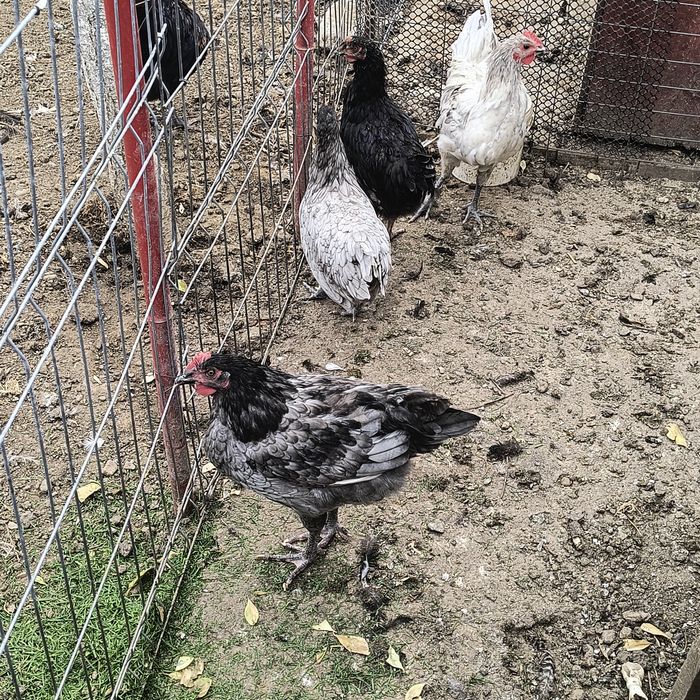 Pui de vânzare australop