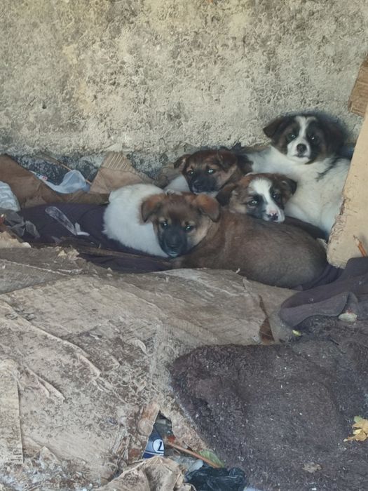 Щенки в добрые руки, бесплатно