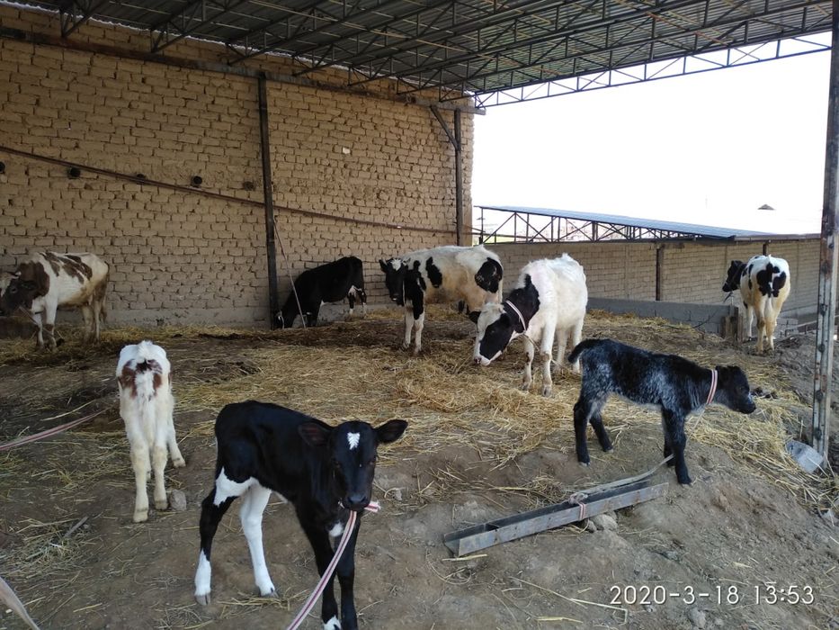 Ferma, Dalla, Dacha 70 sotih