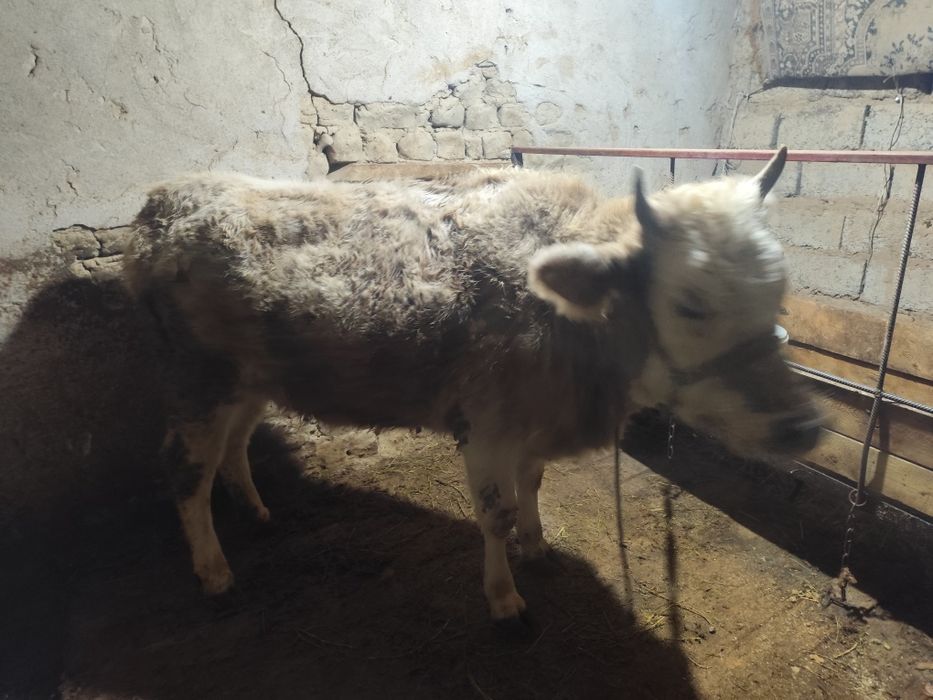 Семиз буаз кашар сатылады