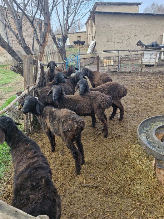 Ягненок черный цв