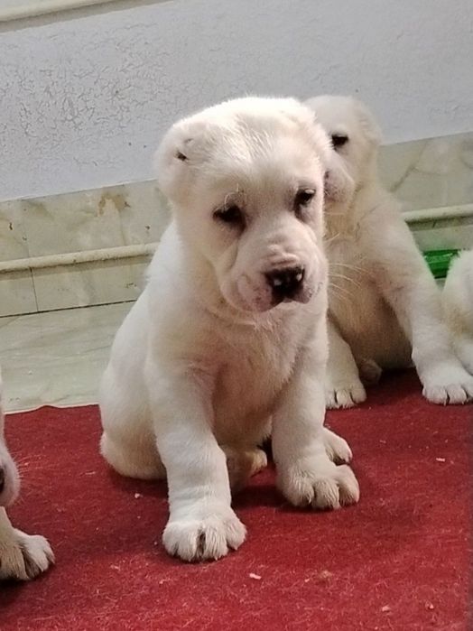 АЛАБАЙ щенки девочки продаются.