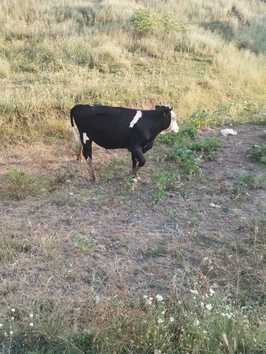 Vând tauras în vârstă de 1 an