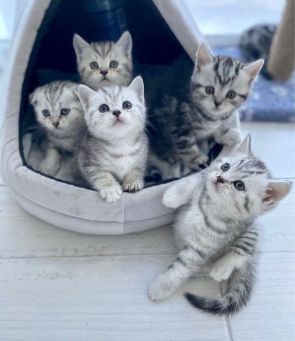 Роскошные котята скоттиш-страйт!