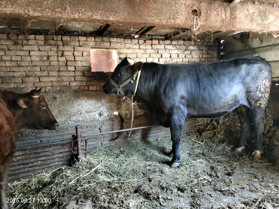 Бык, Бұқа, ірі қара