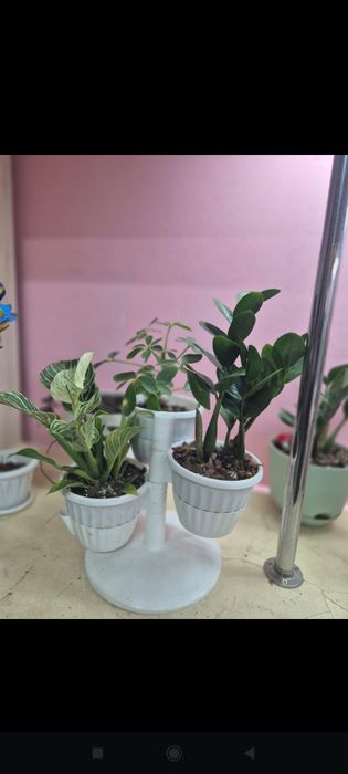 Бөлме гүлдері сатылады.