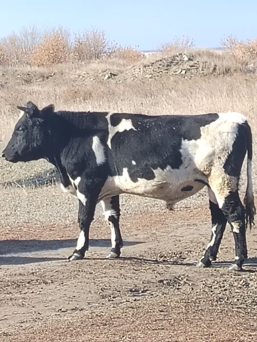 Продам Быка 600000