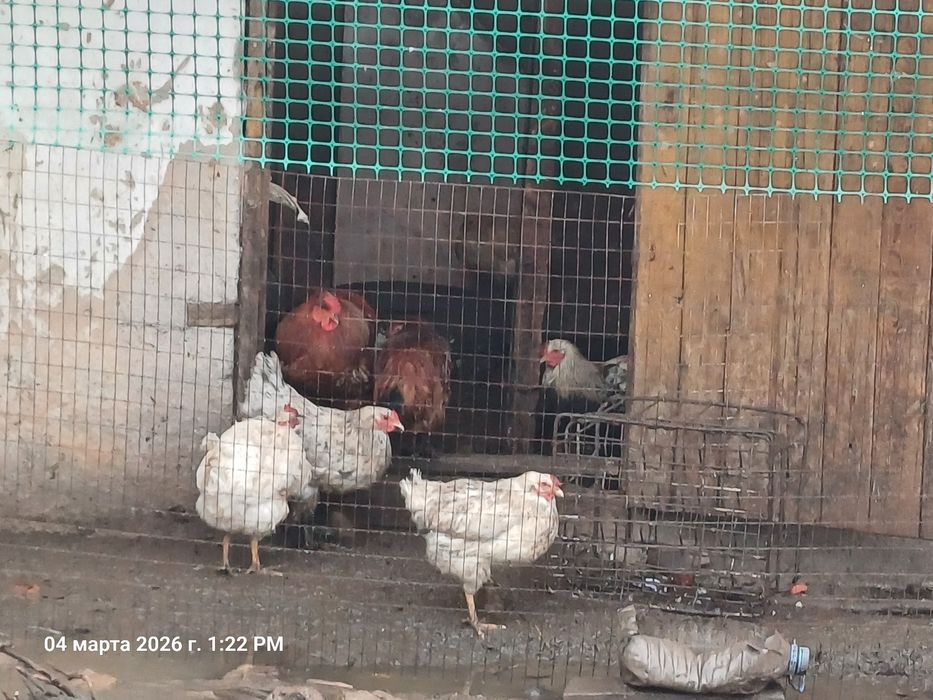 Куры ммшщщпаппрззщш