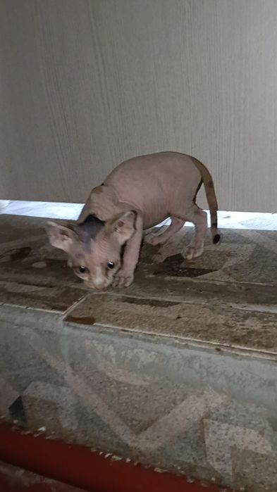 Канадский сфинкс