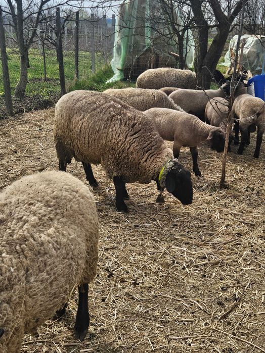 Berbec sulfok din tripleti