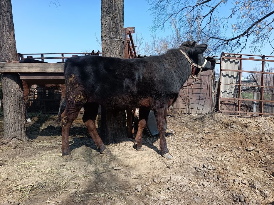 Продам быка хороший породы