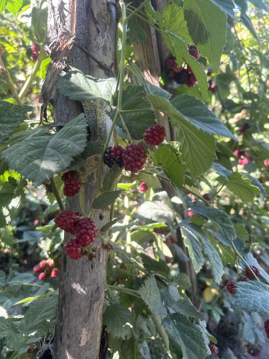 Саженцы ежемалины продам