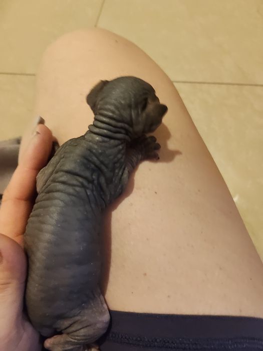 Sphinx Imperial Persan