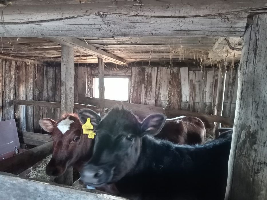 Продам телят ...