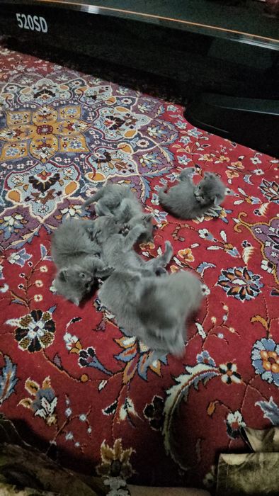 Skotish ford skotish strayt mushuk 2 oylik