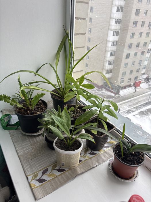 Комнатные растения цветы