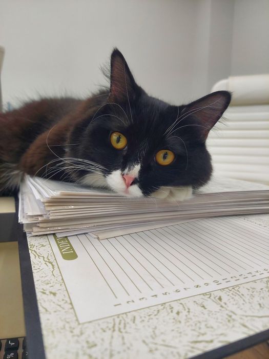 Котенок  кастрированный Феликс