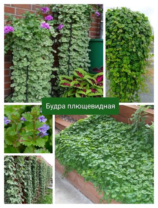 Ели туи Сирени многолетние цветы кустарники.