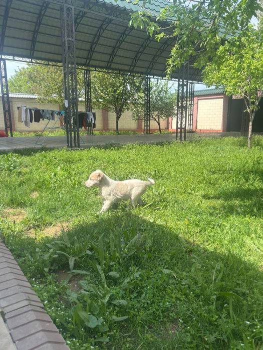 собака хорошем состояние