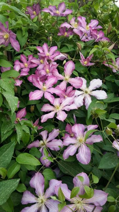 Клематисы разных сортов и спирея, климатис, Klematis