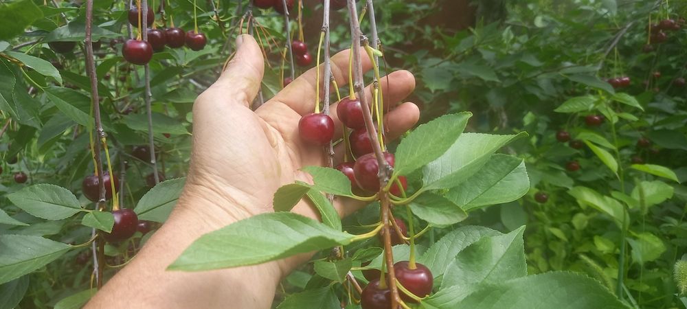Вишня спелая местная