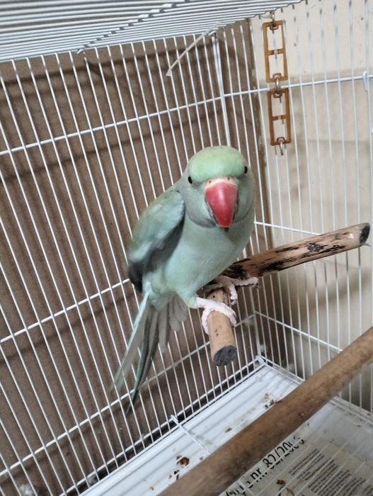 Papagal micul alexandru