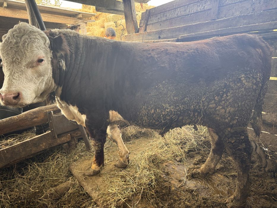 Белаголовый 1.6.