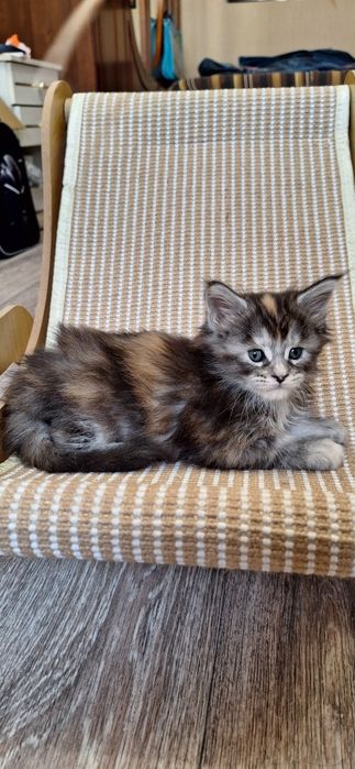 Котята  мейн-кун