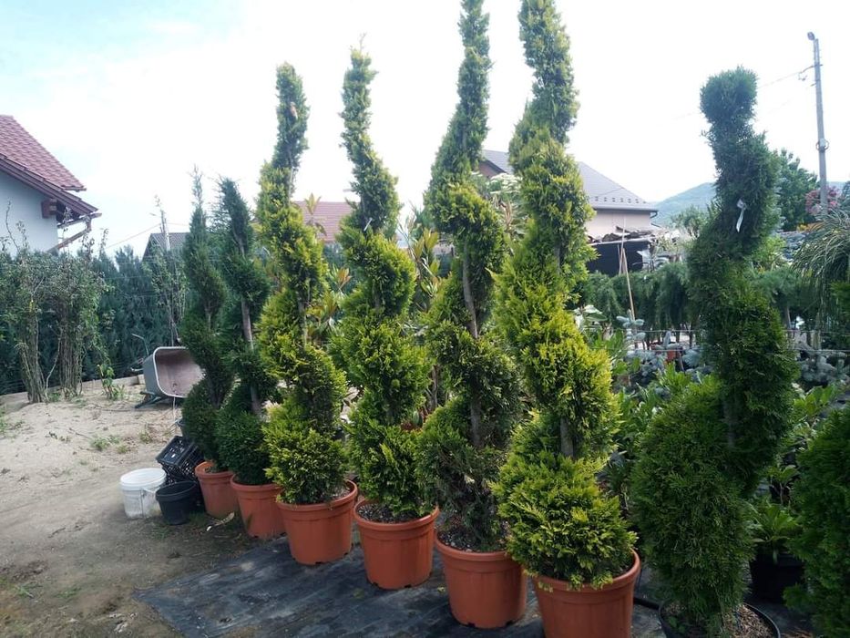 Tuia spirala diferite mărimi