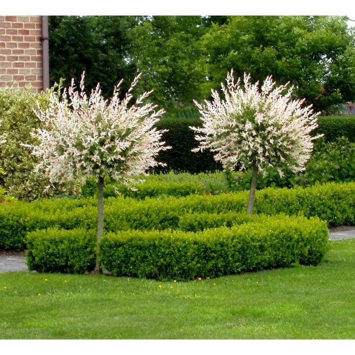 Salcie Japoneza la ghiveci pe trunchi