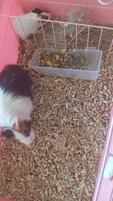 Продам морских свинок