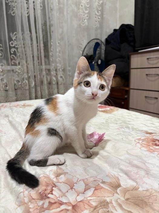 Отдам котенка в добрые руки