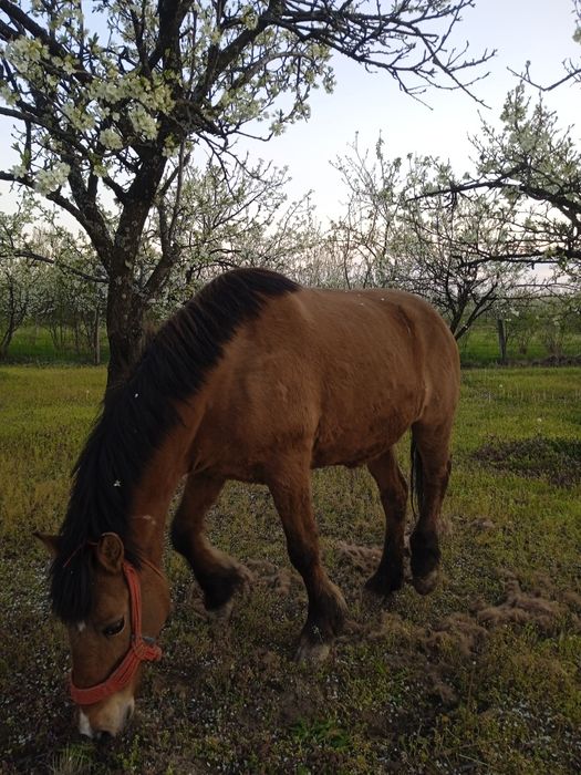 Vând Iapă 8 ani , foarte buna pentru gospodărie