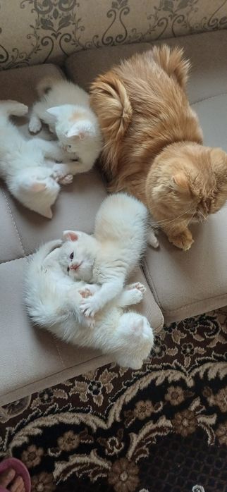 Котята Британский скоттиш страйды и скоттиш фолд окрас мрамор