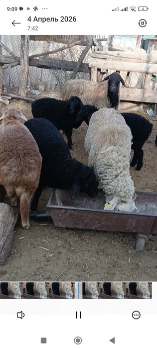 Қозылы қой.      .