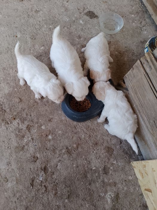 Căței bichon căutăm familie iubitoare, suntem micuți și jucăuși cu poftă de viață.