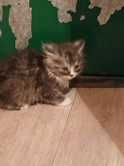 Отдам котят 3х месячные