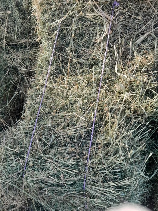 Baloti lucernă de vânzare