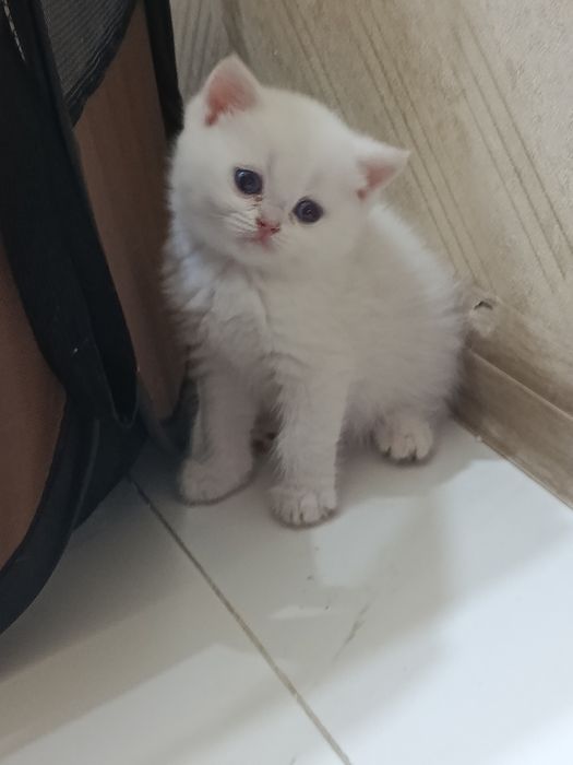 Британские котята