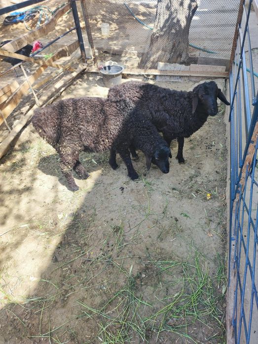 Ширбоз кучкор барра сотилади