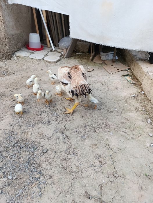 Dakan jojala sotiladi.