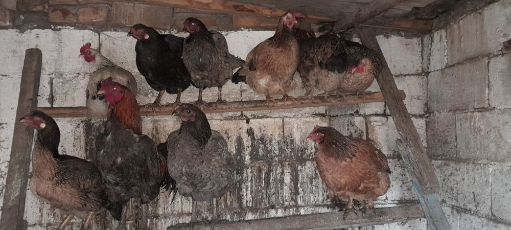 Яйца инкубационные