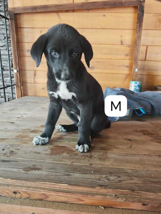 отдам в хорошие руки