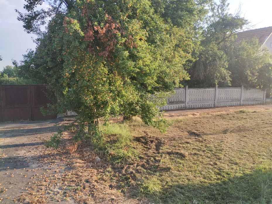Casa veche din 1955 si teren intravilan 6153 mp,Localitate Sinersig,Jud Timis