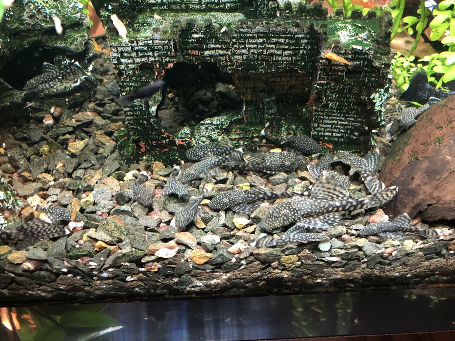 Pești de acvariu ancistrusi